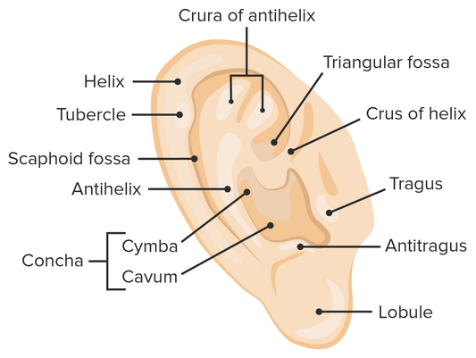 Anatomy of the ear